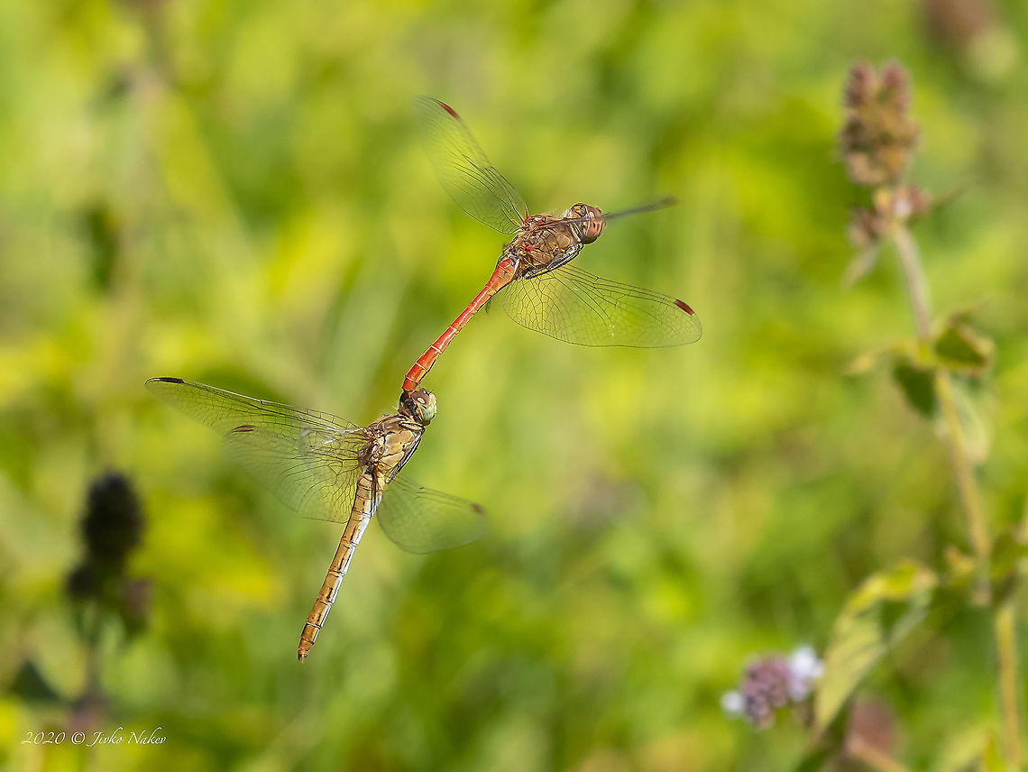 Southern Darter - Sympetrum meridionale  Animal,Animalia,Arthropoda,Bulgaria,Dragonfly,Geotagged,Insect,Insecta,Libellulidae,Odonata,Percher,Skimmer,Southern Darter,Summer,Sympetrum meridionale,Wildlife