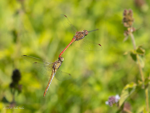 Sympetrum meridionale