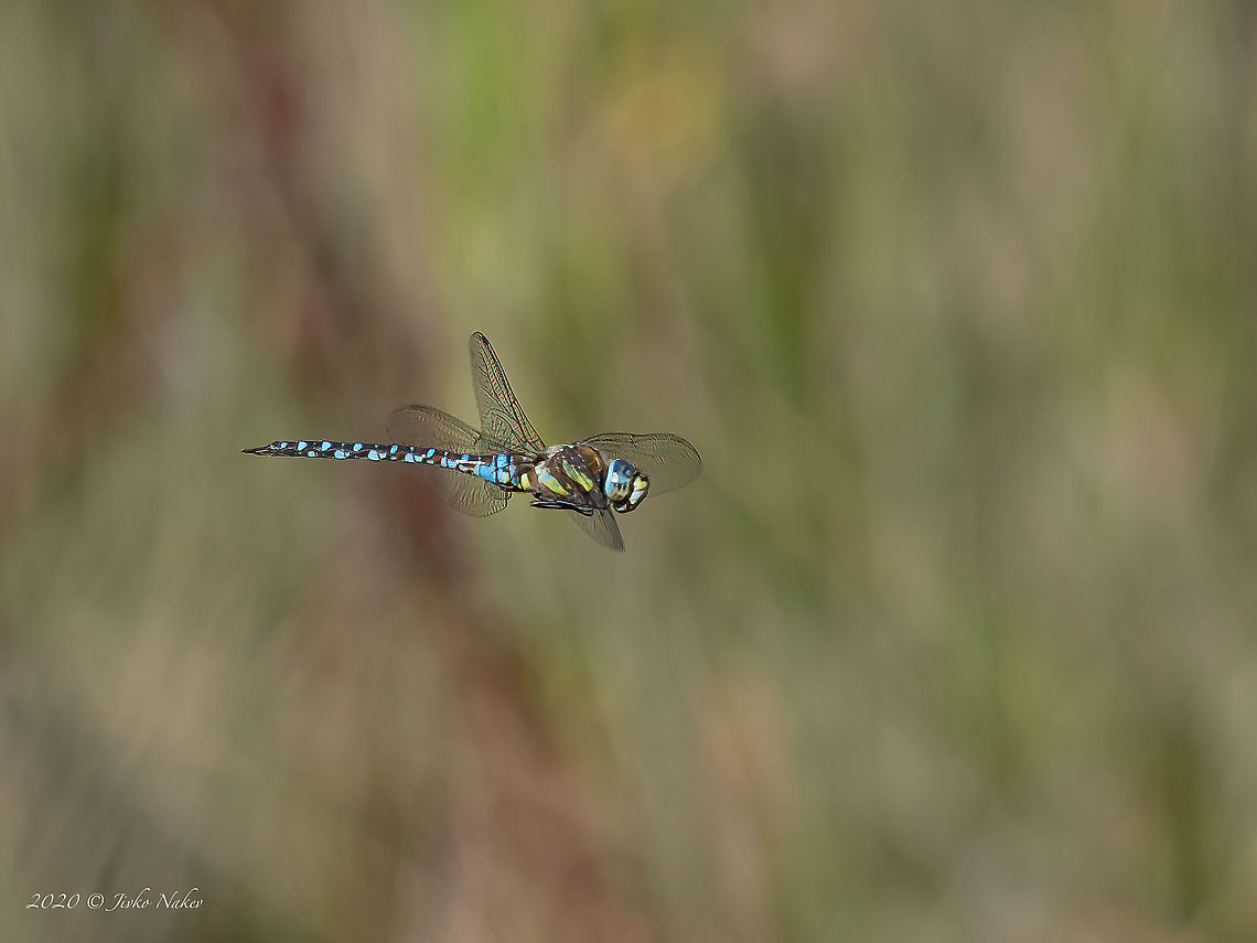 Migrant hawker - Aeshna mixta Not the perfect focus, but still I think a successful shot! Aeshna mixta,Aeshnidae,Animal,Animalia,Arthropoda,Bulgaria,Dragonfly,Europe,Geotagged,Insect,Insecta,Migrant Hawker,Odonata,Ognyanovo dam,Sofia,Summer,Wildlife