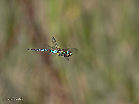 Migrant hawker - Aeshna mixta Not the perfect focus, but still I think a successful shot! Aeshna mixta,Aeshnidae,Animal,Animalia,Arthropoda,Bulgaria,Dragonfly,Europe,Geotagged,Insect,Insecta,Migrant Hawker,Odonata,Ognyanovo dam,Sofia,Summer,Wildlife