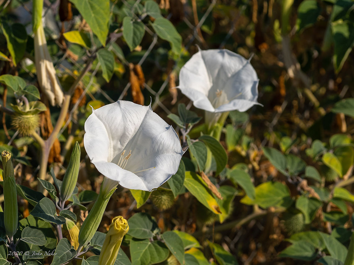 Pricklyburr - Datura innoxia Introduced ornamental plant<br />
<figure class="photo"><a href="https://www.jungledragon.com/image/101495/pricklyburr_-_datura_innoxia.html" title="Pricklyburr - Datura innoxia"><img src="https://s3.amazonaws.com/media.jungledragon.com/images/1332/101495_thumb.jpg?AWSAccessKeyId=05GMT0V3GWVNE7GGM1R2&Expires=1759968010&Signature=1m0Qd5hJFqtJgv2wZPCgm8xGdkE%3D" width="200" height="190" alt="Pricklyburr - Datura innoxia Introduced ornamental plant<br />
https://www.jungledragon.com/image/101494/pricklyburr_-_datura_innoxia.html Central Macedonia,Datura innoxia,Downy Thorn Apple,Eudicot,Europe,Flowering Plant,Geotagged,Greece,Magnoliophyta,Nightshades,Plantae,Pricklyburr,Recurved thorn-apple,Solanaceae,Solanales,Summer,Wildlife" /></a></figure> Central Macedonia,Datura innoxia,Downy Thorn Apple,Eudicot,Europe,Flowering Plant,Geotagged,Greece,Magnoliophyta,Nightshades,Plantae,Pricklyburr,Recurved thorn-apple,Solanaceae,Solanales,Summer,Wildlife