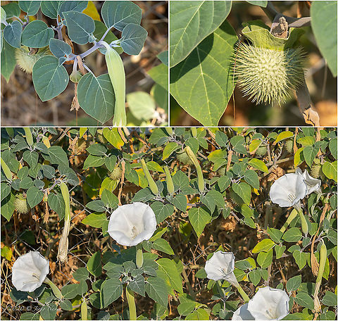 Pricklyburr - Datura innoxia Introduced ornamental plant
https://www.jungledragon.com/image/101494/pricklyburr_-_datura_innoxia.html Central Macedonia,Datura innoxia,Downy Thorn Apple,Eudicot,Europe,Flowering Plant,Geotagged,Greece,Magnoliophyta,Nightshades,Plantae,Pricklyburr,Recurved thorn-apple,Solanaceae,Solanales,Summer,Wildlife