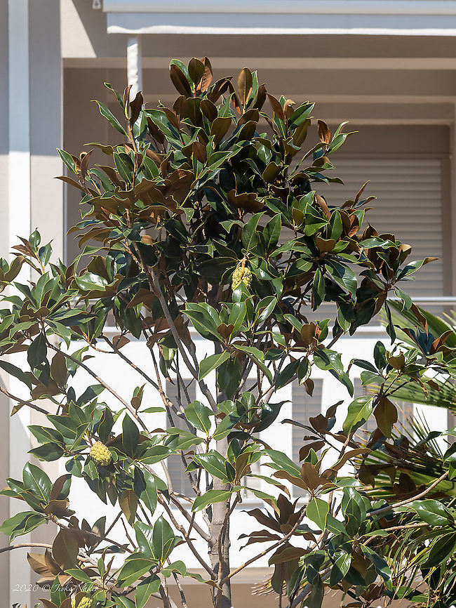 Bull bay - Magnolia grandoflora Introduced cultivated ornamental plant<br />
<figure class="photo"><a href="https://www.jungledragon.com/image/101522/bull_bay_-_magnolia_grandoflora.html" title="Bull bay - Magnolia grandoflora"><img src="https://s3.amazonaws.com/media.jungledragon.com/images/1332/101522_thumb.jpg?AWSAccessKeyId=05GMT0V3GWVNE7GGM1R2&Expires=1767225610&Signature=uEVRSbsSrKuqYtecF0oSEyLbcTU%3D" width="200" height="150" alt="Bull bay - Magnolia grandoflora Introduced cultivated ornamental plant<br />
https://www.jungledragon.com/image/101521/bull_bay_-_magnolia_grandoflora.html Bull bay,Central Macedonia,Eudicot,Europe,Flowering Plant,Geotagged,Greece,Magnolia grandiflora,Magnolia grandoflora,Magnoliales,Magnoliasceae,Magnoliophyta,Plantae,Southern magnolia,Summer,Wildlife" /></a></figure> Bull bay,Central Macedonia,Eudicot,Europe,Flowering Plant,Geotagged,Greece,Magnolia grandiflora,Magnolia grandoflora,Magnoliales,Magnoliasceae,Magnoliophyta,Plantae,Southern magnolia,Summer,Wildlife