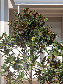 Bull bay - Magnolia grandoflora Introduced cultivated ornamental plant
https://www.jungledragon.com/image/101522/bull_bay_-_magnolia_grandoflora.html Bull bay,Central Macedonia,Eudicot,Europe,Flowering Plant,Geotagged,Greece,Magnolia grandiflora,Magnolia grandoflora,Magnoliales,Magnoliasceae,Magnoliophyta,Plantae,Southern magnolia,Summer,Wildlife