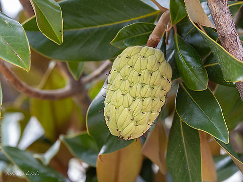 Bull bay - Magnolia grandoflora Introduced cultivated ornamental plant
https://www.jungledragon.com/image/101521/bull_bay_-_magnolia_grandoflora.html Bull bay,Central Macedonia,Eudicot,Europe,Flowering Plant,Geotagged,Greece,Magnolia grandiflora,Magnolia grandoflora,Magnoliales,Magnoliasceae,Magnoliophyta,Plantae,Southern magnolia,Summer,Wildlife