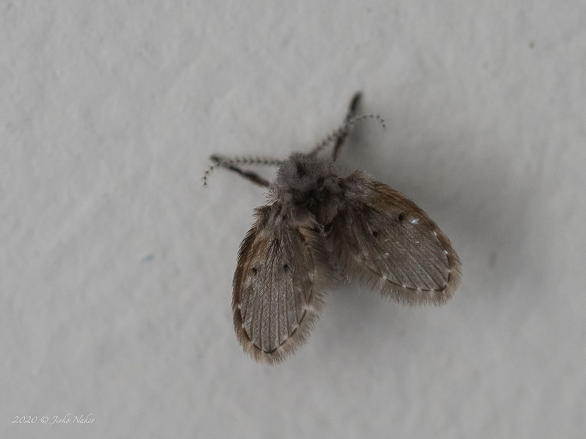 Drain fly - Clogmia albipunctata  Animal,Animalia,Arthropoda,Central Macedonia,Clogmia albipunctata,Diptera,Drain fly,Europe,Geotagged,Greece,Insect,Insecta,Moth fly,Mothfly,Psychodidae,Summer,Wildlife