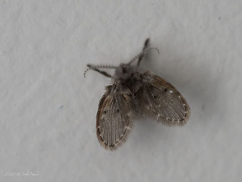 Drain fly - Clogmia albipunctata  Animal,Animalia,Arthropoda,Central Macedonia,Clogmia albipunctata,Diptera,Drain fly,Europe,Geotagged,Greece,Insect,Insecta,Moth fly,Mothfly,Psychodidae,Summer,Wildlife