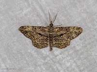 Feathered beauty, male - Peribatodes secundaria https://www.jungledragon.com/image/101539/feathered_beauty_-_peribatodes_secundaria.html Animal,Animalia,Arthropoda,Central Macedonia,Europe,Feathered beauty,Geometer moth,Geometridae,Geometroidea,Geotagged,Greece,Insect,Insecta,Lepidoptera,Peribatodes secundaria,Summer,Wildlife