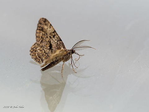 Feathered beauty - Peribatodes secundaria https://www.jungledragon.com/image/101538/feathered_beauty_-_peribatodes_secundaria.html Animal,Animalia,Arthropoda,Central Macedonia,Europe,Feathered beauty,Geometer moth,Geometridae,Geometroidea,Geotagged,Greece,Insect,Insecta,Lepidoptera,Peribatodes secundaria,Summer,Wildlife