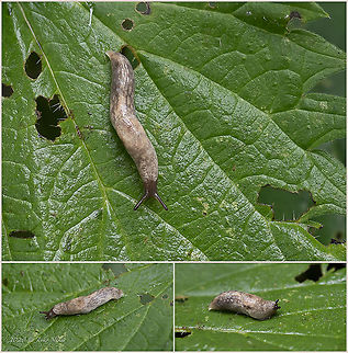 Deroceras sp. Deroceras is a taxonomic genus of small to medium sized air-breathing land slugs in the family Agriolimacidae. The species identification is possible only after dissection. Agriolimacidae,Air-breathing snails,Animal,Animalia,Bulgaria,Deroceras sp.,Europe,Gastropoda,Geotagged,Limacoidea,Mollusca,Pulmonata,Stylommatophora,Summer,Vitosha Mountain Nature Park,Wildlife