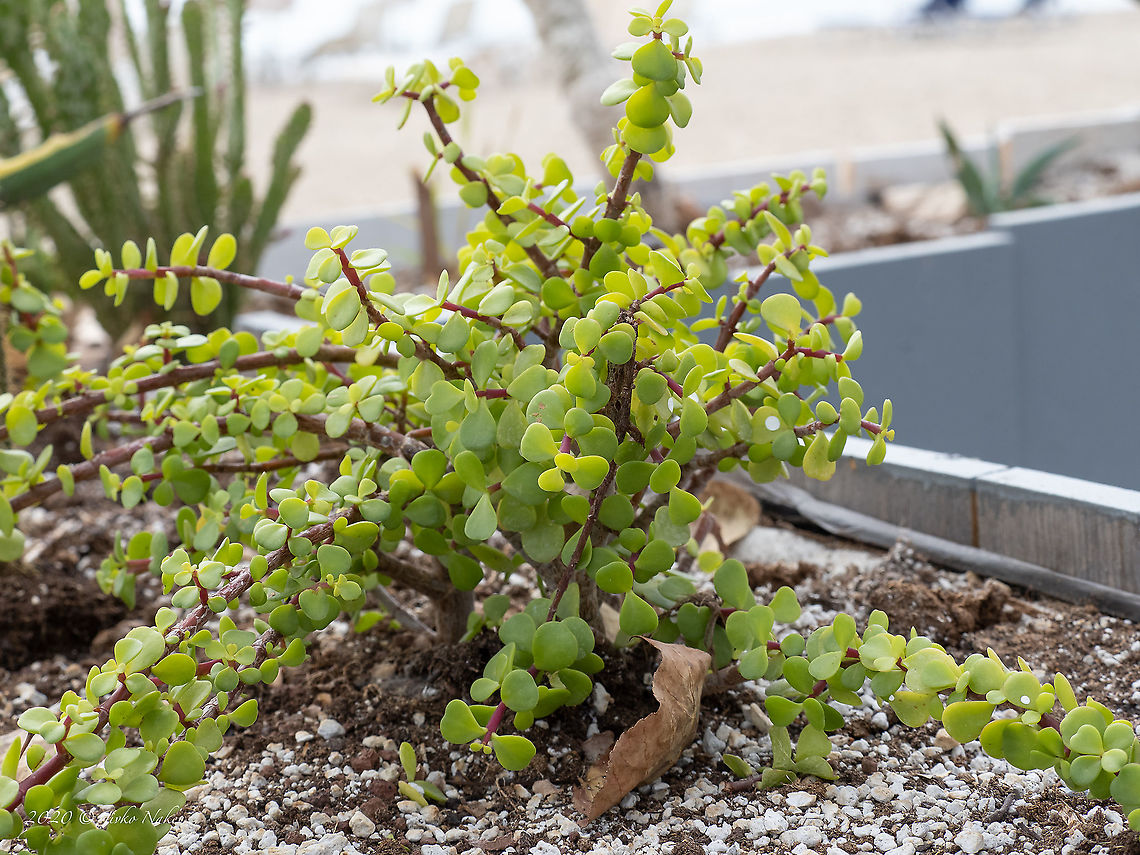 Elephant bush - Portulacaria afra Introduced cultivated ornamental plant Caryophyllales,Central Macedonia,Didiereaceae,Dwarf jade plant,Elephant bush,Eudicot,Europe,Flowering Plant,Geotagged,Greece,Magnoliophyta,Plantae,Portulacaria afra,Spekboom,Summer,Wildlife