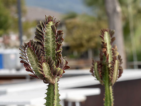 African milktree - Euphorbia trigona Introduced cultivated ornamental plant
https://www.jungledragon.com/image/101568/african_milktree_-_euphorbia_trigona.html African milktree,Central Macedonia,Eudicot,Euphorbia trigona,Euphorbiaceae,Europe,Flowering Plant,Geotagged,Greece,Magnoliophyta,Malpighiales,Plantae,Summer,Wildlife