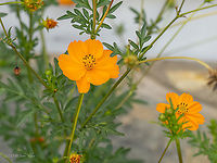 Sulphur cosmos - Cosmos sulphureus https://www.jungledragon.com/image/101570/sulphur_cosmos_-_cosmos_sulphureus.html Asteraceae,Asterales,Central Macedonia,Cosmos sulphureus,Eudicot,Europe,Flowering Plant,Geotagged,Greece,Magnoliophyta,Plantae,Sulphur cosmos,Summer,Wildlife,Yellow Cosmos,Yellow cosmos