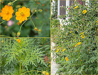Sulphur cosmos - Cosmos sulphureus https://www.jungledragon.com/image/101569/sulphur_cosmos_-_cosmos_sulphureus.html Asteraceae,Asterales,Central Macedonia,Cosmos sulphureu,Cosmos sulphureus,Eudicot,Europe,Flowering Plant,Geotagged,Greece,Magnoliophyta,Plantae,Sulphur cosmos,Summer,Wildlife,Yellow cosmos