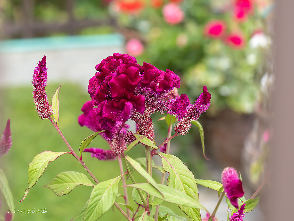 Plumed cockscomb - Celosia argentea  Amaranthaceae,Caryophyllales,Celosia argentea,Central Macedonia,Eudicot,Europe,Flowering Plant,Geotagged,Greece,Magnoliophyta,Plantae,Plumed cockscomb,Summer,Wildlife