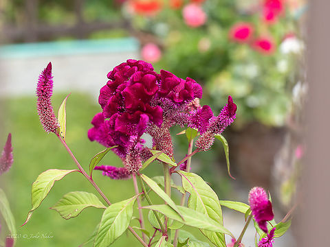 Plumed cockscomb - Celosia argentea  Amaranthaceae,Caryophyllales,Celosia argentea,Central Macedonia,Eudicot,Europe,Flowering Plant,Geotagged,Greece,Magnoliophyta,Plantae,Plumed cockscomb,Summer,Wildlife