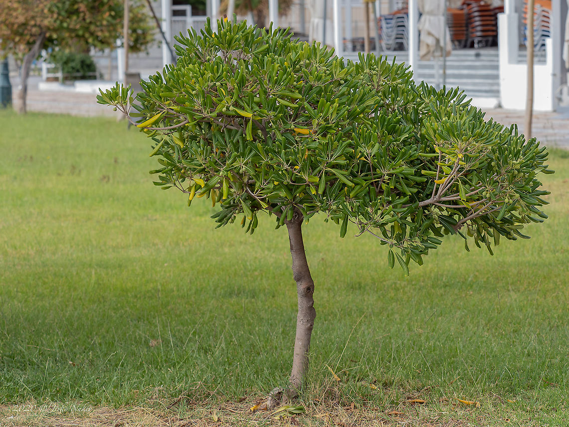Australian laurel - Pittosporum tobira <figure class="photo"><a href="https://www.jungledragon.com/image/101577/australian_laurel_-_pittosporum_tobira.html" title="Australian laurel - Pittosporum tobira"><img src="https://s3.amazonaws.com/media.jungledragon.com/images/1332/101577_thumb.jpg?AWSAccessKeyId=05GMT0V3GWVNE7GGM1R2&Expires=1767225610&Signature=TyUP%2FZtrN42lTLUoD22Widvc%2Ffw%3D" width="200" height="152" alt="Australian laurel - Pittosporum tobira https://www.jungledragon.com/image/101574/australian_laurel_-_pittosporum_tobira.html Apiales,Australian laurel,Central Macedonia,Eudicot,Europe,Flowering Plant,Geotagged,Greece,Magnoliophyta,Pittosporaceae,Pittosporum tobira,Plantae,Summer,Wildlife" /></a></figure> Apiales,Australian laurel,Central Macedonia,Eudicot,Europe,Flowering Plant,Geotagged,Greece,Magnoliophyta,Pittosporaceae,Pittosporum tobira,Plantae,Summer,Wildlife