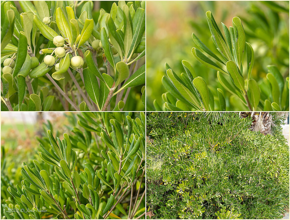 Australian laurel - Pittosporum tobira <figure class="photo"><a href="https://www.jungledragon.com/image/101574/australian_laurel_-_pittosporum_tobira.html" title="Australian laurel - Pittosporum tobira"><img src="https://s3.amazonaws.com/media.jungledragon.com/images/1332/101574_thumb.jpg?AWSAccessKeyId=05GMT0V3GWVNE7GGM1R2&Expires=1759968010&Signature=La1CaeQyX1i8OisVKfWnjH%2FNdPM%3D" width="200" height="150" alt="Australian laurel - Pittosporum tobira https://www.jungledragon.com/image/101577/australian_laurel_-_pittosporum_tobira.html Apiales,Australian laurel,Central Macedonia,Eudicot,Europe,Flowering Plant,Geotagged,Greece,Magnoliophyta,Pittosporaceae,Pittosporum tobira,Plantae,Summer,Wildlife" /></a></figure> Apiales,Australian laurel,Central Macedonia,Eudicot,Europe,Flowering Plant,Geotagged,Greece,Magnoliophyta,Pittosporaceae,Pittosporum tobira,Plantae,Summer,Wildlife