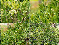 Australian laurel - Pittosporum tobira https://www.jungledragon.com/image/101574/australian_laurel_-_pittosporum_tobira.html Apiales,Australian laurel,Central Macedonia,Eudicot,Europe,Flowering Plant,Geotagged,Greece,Magnoliophyta,Pittosporaceae,Pittosporum tobira,Plantae,Summer,Wildlife
