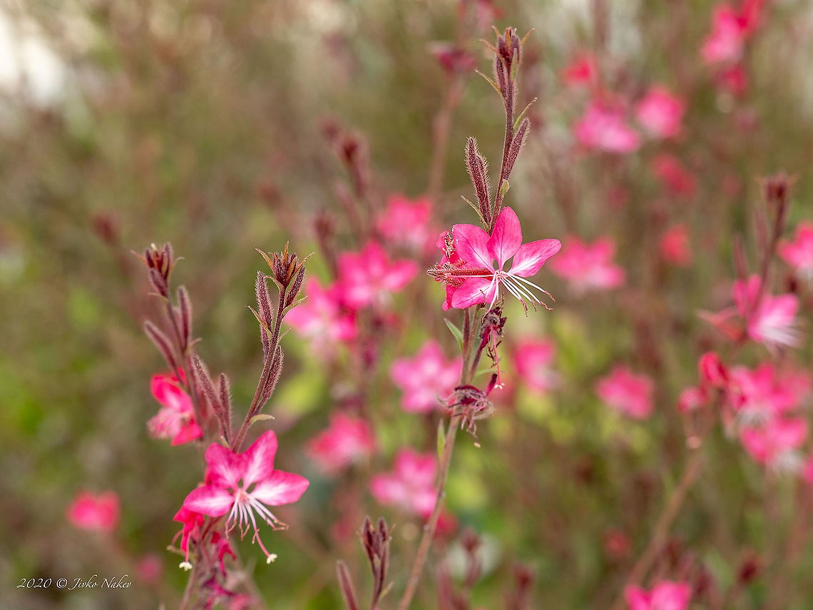 Lindheimer's beeblossom - Oenothera lindheimeri Introduced cultivated ornamental plant<br />
<figure class="photo"><a href="https://www.jungledragon.com/image/101595/lindheimers_beeblossom_-_oenothera_lindheimeri.html" title="Lindheimer&#039;s beeblossom - Oenothera lindheimeri"><img src="https://s3.amazonaws.com/media.jungledragon.com/images/1332/101595_thumb.jpg?AWSAccessKeyId=05GMT0V3GWVNE7GGM1R2&Expires=1767225610&Signature=p9G1VyYnw2rsI86pfWen1JFbcGg%3D" width="146" height="152" alt="Lindheimer&#039;s beeblossom - Oenothera lindheimeri Introduced cultivated ornamental plant<br />
https://www.jungledragon.com/image/101594/gaura_lindheimeri_-_oenothera_lindheimeri.html Central Macedonia,Eudicot,Europe,Flowering Plant,Gaura lindheimeri,Geotagged,Greece,Lindheimer&#039;s beeblossom,Magnoliophyta,Myrtales,Oenothera lindheimeri,Onagraceae,Plantae,Summer,Wildlife,Willowherb" /></a></figure> Central Macedonia,Eudicot,Europe,Flowering Plant,Gaura lindheimeri,Geotagged,Greece,Lindheimer's beeblossom,Magnoliophyta,Myrtales,Oenothera lindheimeri,Onagraceae,Plantae,Summer,Wildlife,Willowherb