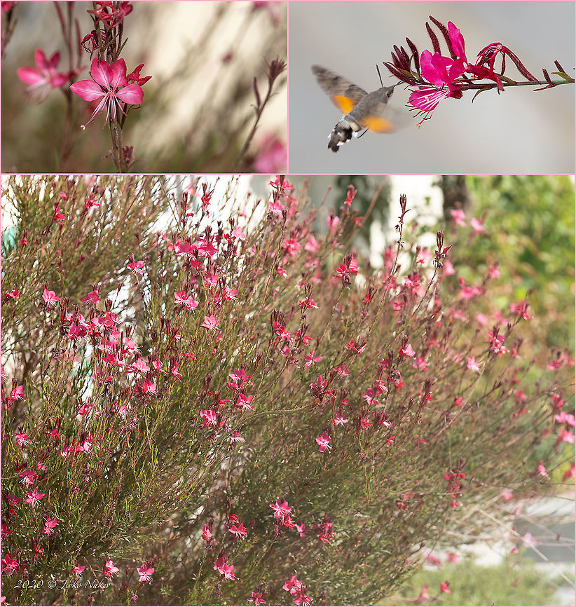 Lindheimer's beeblossom - Oenothera lindheimeri Introduced cultivated ornamental plant<br />
<figure class="photo"><a href="https://www.jungledragon.com/image/101594/lindheimers_beeblossom_-_oenothera_lindheimeri.html" title="Lindheimer&#039;s beeblossom - Oenothera lindheimeri"><img src="https://s3.amazonaws.com/media.jungledragon.com/images/1332/101594_thumb.jpg?AWSAccessKeyId=05GMT0V3GWVNE7GGM1R2&Expires=1759968010&Signature=Oavvdz3R2Ss084WwGpfZgPrPbTQ%3D" width="200" height="150" alt="Lindheimer&#039;s beeblossom - Oenothera lindheimeri Introduced cultivated ornamental plant<br />
https://www.jungledragon.com/image/101595/gaura_lindheimeri_-_oenothera_lindheimeri.html Central Macedonia,Eudicot,Europe,Flowering Plant,Gaura lindheimeri,Geotagged,Greece,Lindheimer&#039;s beeblossom,Magnoliophyta,Myrtales,Oenothera lindheimeri,Onagraceae,Plantae,Summer,Wildlife,Willowherb" /></a></figure> Central Macedonia,Eudicot,Europe,Flowering Plant,Gaura lindheimeri,Geotagged,Greece,Lindheimer's beeblossom,Magnoliophyta,Myrtales,Oenothera lindheimeri,Onagraceae,Plantae,Summer,Wildlife,Willowherb