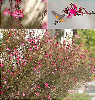 Lindheimer's beeblossom - Oenothera lindheimeri Introduced cultivated ornamental plant
https://www.jungledragon.com/image/101594/gaura_lindheimeri_-_oenothera_lindheimeri.html Central Macedonia,Eudicot,Europe,Flowering Plant,Gaura lindheimeri,Geotagged,Greece,Lindheimer's beeblossom,Magnoliophyta,Myrtales,Oenothera lindheimeri,Onagraceae,Plantae,Summer,Wildlife,Willowherb