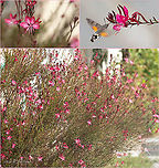 Lindheimer's beeblossom - Oenothera lindheimeri Introduced cultivated ornamental plant<br />
https://www.jungledragon.com/image/101594/gaura_lindheimeri_-_oenothera_lindheimeri.html Central Macedonia,Eudicot,Europe,Flowering Plant,Gaura lindheimeri,Geotagged,Greece,Lindheimer's beeblossom,Magnoliophyta,Myrtales,Oenothera lindheimeri,Onagraceae,Plantae,Summer,Wildlife,Willowherb