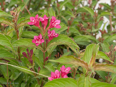 Early weigela - Weigela florida  Caprifoliaceae,Dipsacales,Early weigela,Eudicot,Flowering Plant,Geotagged,Greece,Magnoliophyta,Plantae,Summer,Weigela florida,Weigela praecox,Wildlife