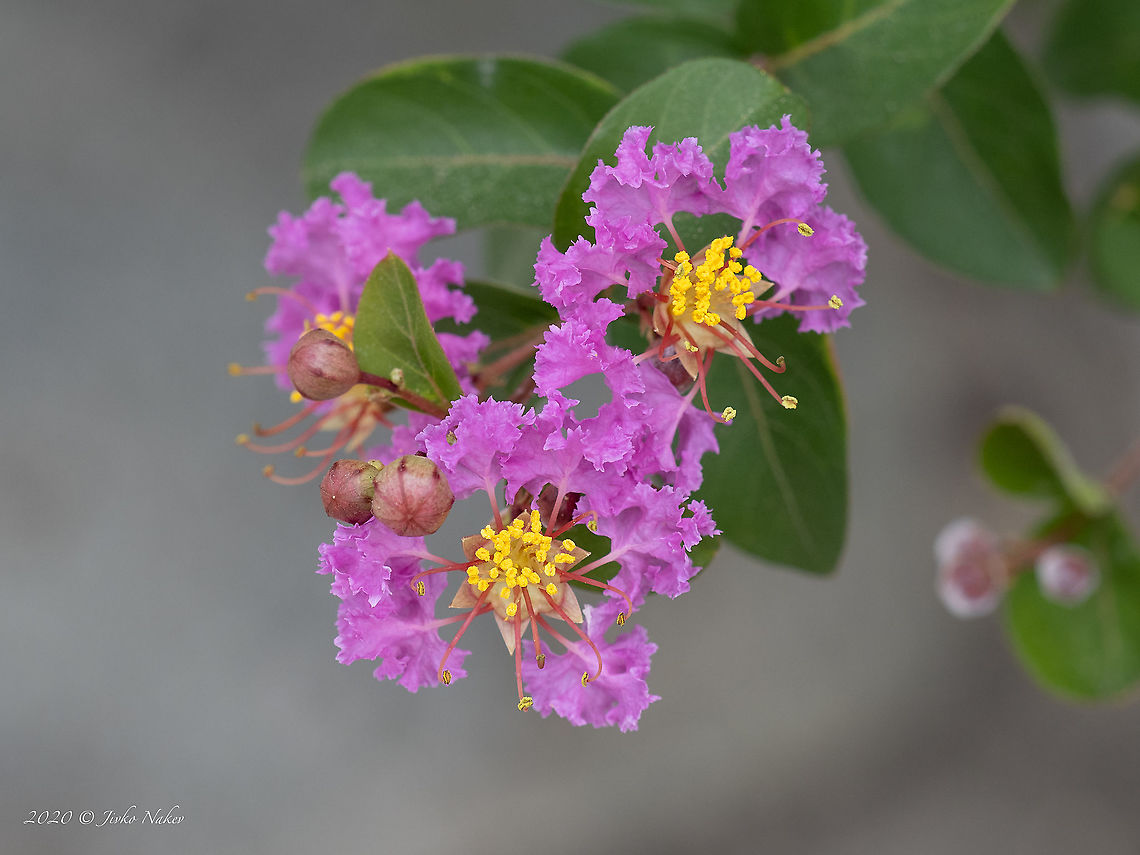 Crape myrtle - Lagerstroemia indica  Central Macedonia,Crape myrtle,Eudicot,Europe,Flowering Plant,Geotagged,Greece,Lagerstroemia indica,Lythraceae,Magnoliophyta,Myrtales,Plantae,Summer,Wildlife