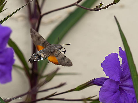 Humminbird hawk-moth - Macroglossum stellatarum  Animal,Animalia,Arthropoda,Bombycoidea,Central Macedonia,Europe,Geotagged,Greece,Hornworm,Hummingbird hawk-moth,Insect,Insecta,Lepidoptera,Macroglossum stellatarum,Sphingidae,Sphinx moth,Summer,Wildlife