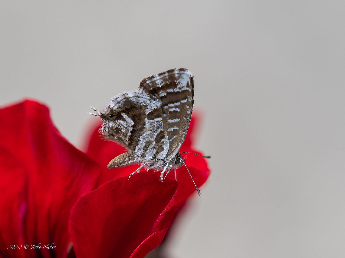 Geranium bronze - Cacyreus marshalli I don&#039;t know when this invasive species from South Africa has been first recorded in Greece, maybe about 20 years ago. The first record in Bulgaria is from 2014. Animal,Animalia,Arthropoda,Cacyreus marshalli,Central Macedonia,Europe,Geotagged,Geranium Bronze,Geranium bronze,Greece,Insect,Insecta,Invasive species,Lepidoptera,Lycaenidae,Papilionoidea,Summer,Wildlife