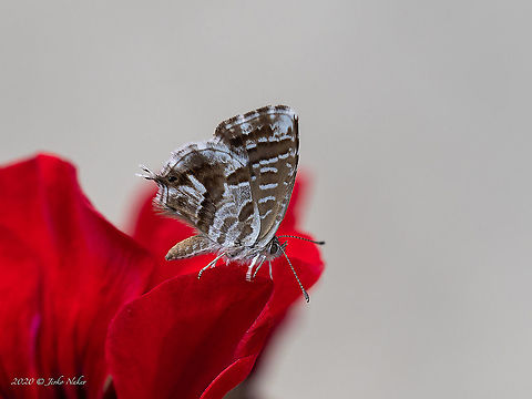Geranium bronze - Cacyreus marshalli I don't know when this invasive species from South Africa has been first recorded in Greece, maybe about 20 years ago. The first record in Bulgaria is from 2014. Animal,Animalia,Arthropoda,Cacyreus marshalli,Central Macedonia,Europe,Geotagged,Geranium Bronze,Geranium bronze,Greece,Insect,Insecta,Invasive species,Lepidoptera,Lycaenidae,Papilionoidea,Summer,Wildlife