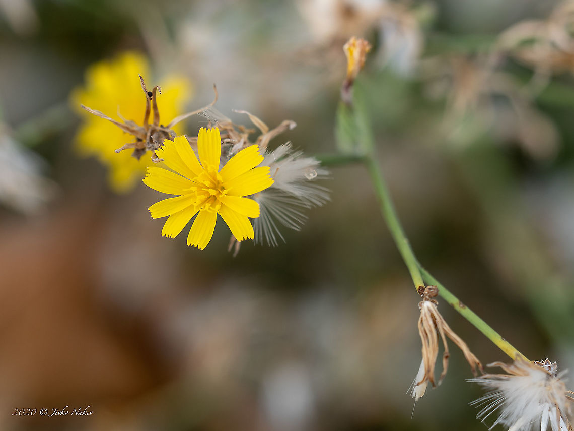 Rush skeletonweed - Chondrilla juncea <figure class="photo"><a href="https://www.jungledragon.com/image/101676/rush_skeletonweed_-_chondrilla_juncea.html" title="Rush skeletonweed - Chondrilla juncea"><img src="https://s3.amazonaws.com/media.jungledragon.com/images/1332/101676_thumb.jpg?AWSAccessKeyId=05GMT0V3GWVNE7GGM1R2&Expires=1759968010&Signature=YLdxlz1tLsrklUCWOpMrVnKMLJ0%3D" width="200" height="150" alt="Rush skeletonweed - Chondrilla juncea https://www.jungledragon.com/image/101675/rush_skeletonweed_-_chondrilla_juncea.html Asteraceae,Asterales,Central Macedonia,Chondrilla juncea,Eudicot,Europe,Flowering Plant,Geotagged,Greece,Magnoliophyta,Nakedweed,Plantae,Rush skeletonweed,Summer,Wildlife" /></a></figure> Asteraceae,Asterales,Central Macedonia,Chondrilla juncea,Eudicot,Europe,Flowering Plant,Geotagged,Greece,Magnoliophyta,Nakedweed,Plantae,Rush skeletonweed,Summer,Wildlife