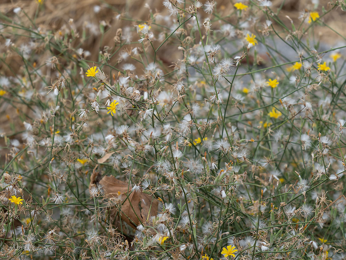 Rush skeletonweed - Chondrilla juncea <figure class="photo"><a href="https://www.jungledragon.com/image/101675/rush_skeletonweed_-_chondrilla_juncea.html" title="Rush skeletonweed - Chondrilla juncea"><img src="https://s3.amazonaws.com/media.jungledragon.com/images/1332/101675_thumb.jpg?AWSAccessKeyId=05GMT0V3GWVNE7GGM1R2&Expires=1769040010&Signature=jBVaxE8qpsNZb2UUKzfwPaKAGAQ%3D" width="200" height="150" alt="Rush skeletonweed - Chondrilla juncea https://www.jungledragon.com/image/101676/rush_skeletonweed_-_chondrilla_juncea.html Asteraceae,Asterales,Central Macedonia,Chondrilla juncea,Eudicot,Europe,Flowering Plant,Geotagged,Greece,Magnoliophyta,Nakedweed,Plantae,Rush skeletonweed,Summer,Wildlife" /></a></figure> Asteraceae,Asterales,Central Macedonia,Chondrilla juncea,Eudicot,Europe,Flowering Plant,Geotagged,Greece,Magnoliophyta,Nakedweed,Plantae,Rush skeletonweed,Summer,Wildlife