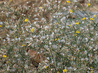 Rush skeletonweed - Chondrilla juncea https://www.jungledragon.com/image/101675/rush_skeletonweed_-_chondrilla_juncea.html Asteraceae,Asterales,Central Macedonia,Chondrilla juncea,Eudicot,Europe,Flowering Plant,Geotagged,Greece,Magnoliophyta,Nakedweed,Plantae,Rush skeletonweed,Summer,Wildlife