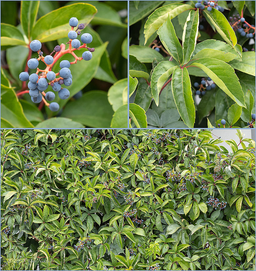 Five-leaved ivy - Parthenocissus quinquefolia  Eudicot,Five-leaved ivy,Flowering Plant,Geotagged,Greece,Magnoliophyta,Parthenocissus quinquefolia,Plantae,Summer,Virginia creeper,Vitaceae,Vitales,Wildlife