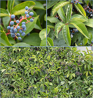 Five-leaved ivy - Parthenocissus quinquefolia  Eudicot,Five-leaved ivy,Flowering Plant,Geotagged,Greece,Magnoliophyta,Parthenocissus quinquefolia,Plantae,Summer,Virginia creeper,Vitaceae,Vitales,Wildlife