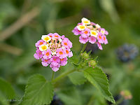 Wild sage - Lantana camara Introduced ornamental plant<br />
https://www.jungledragon.com/image/101680/wild_sage_-_lantana_camara.html Central Macedonia,Common Lantana,Common lantana,Eudicot,Europe,Flowering Plant,Geotagged,Greece,Invasive species,Lamiales,Lantana camara,Magnoliophyta,Plantae,Summer,Verbenaceae,Wild sage,Wildlife