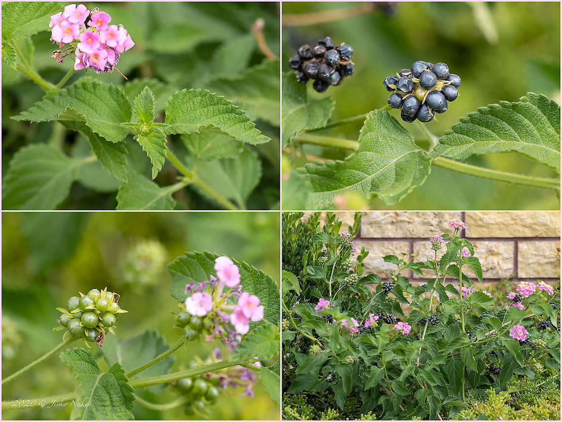 Wild sage - Lantana camara Introduced ornamental plant<br />
<figure class="photo"><a href="https://www.jungledragon.com/image/101679/wild_sage_-_lantana_camara.html" title="Wild sage - Lantana camara"><img src="https://s3.amazonaws.com/media.jungledragon.com/images/1332/101679_thumb.jpg?AWSAccessKeyId=05GMT0V3GWVNE7GGM1R2&Expires=1767225610&Signature=TbTLDebVy9TAhzpvo%2BqtsWJXF%2Fk%3D" width="200" height="150" alt="Wild sage - Lantana camara Introduced ornamental plant<br />
https://www.jungledragon.com/image/101680/wild_sage_-_lantana_camara.html Central Macedonia,Common Lantana,Common lantana,Eudicot,Europe,Flowering Plant,Geotagged,Greece,Invasive species,Lamiales,Lantana camara,Magnoliophyta,Plantae,Summer,Verbenaceae,Wild sage,Wildlife" /></a></figure> Central Macedonia,Common Lantana,Common lantana,Eudicot,Europe,Flowering Plant,Geotagged,Greece,Invasive species,Lamiales,Lantana camara,Magnoliophyta,Plantae,Summer,Verbenaceae,Wild sage,Wildlife