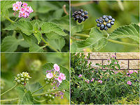 Wild sage - Lantana camara Introduced ornamental plant<br />
https://www.jungledragon.com/image/101679/wild_sage_-_lantana_camara.html Central Macedonia,Common Lantana,Common lantana,Eudicot,Europe,Flowering Plant,Geotagged,Greece,Invasive species,Lamiales,Lantana camara,Magnoliophyta,Plantae,Summer,Verbenaceae,Wild sage,Wildlife