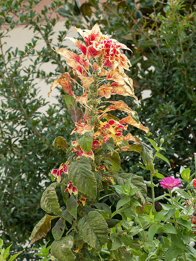 Edible amaranth - Amaranthus tricolor Introduced ornamental plant Amaranthaceae,Amaranthus tricolor,Caryophyllales,Edible amaranth,Eudicot,Flowering Plant,Geotagged,Greece,Magnoliophyta,Plantae,Summer,Wildlife