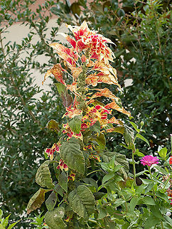 Edible amaranth - Amaranthus tricolor Introduced ornamental plant Amaranthaceae,Amaranthus tricolor,Caryophyllales,Edible amaranth,Eudicot,Flowering Plant,Geotagged,Greece,Magnoliophyta,Plantae,Summer,Wildlife