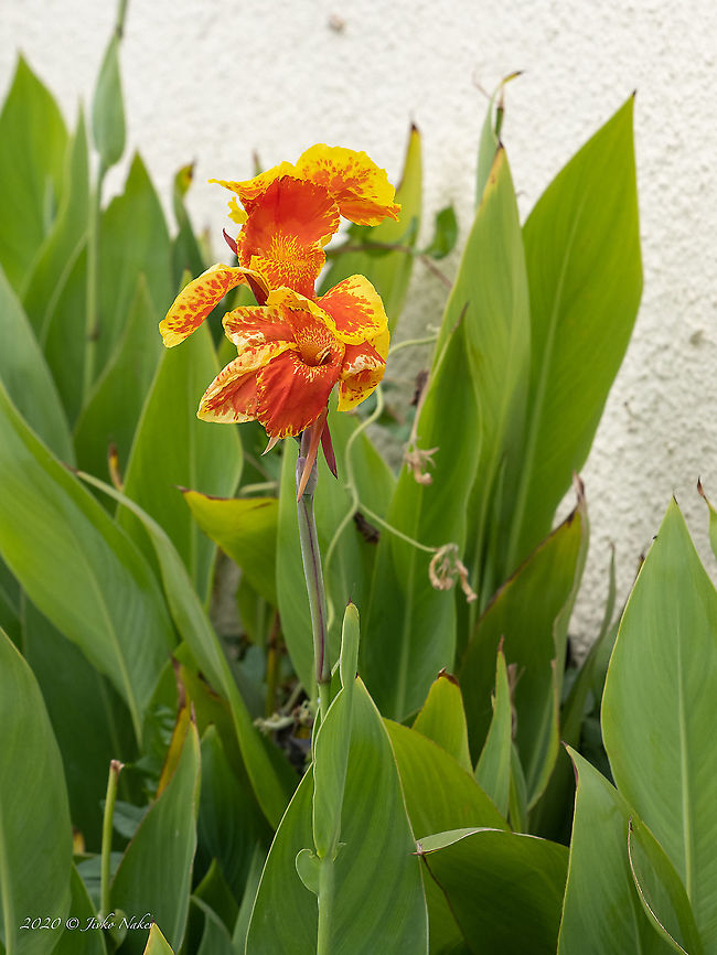 African arrowroot - Canna indica Introduced ornamental plant African arrowroot,Canna indica,Cannaceae,Central Macedonia,Europe,Flowering Plant,Geotagged,Greece,Indian shot,Magnoliophyta,Monocot,Plantae,Summer,Wildlife,Zingiberales