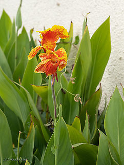 African arrowroot - Canna indica Introduced ornamental plant African arrowroot,Canna indica,Cannaceae,Central Macedonia,Europe,Flowering Plant,Geotagged,Greece,Indian shot,Magnoliophyta,Monocot,Plantae,Summer,Wildlife,Zingiberales