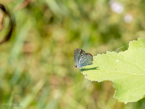 Short-tailed blue - Cupido argiades  Animal,Animalia,Arthropoda,Central Macedonia,Cupido argiades,Europe,Everes argiades,Geotagged,Greece,Insect,Insecta,Lepidoptera,Lycaenidae,Papilionoidea,Short-tailed blue,Summer,Wildlife
