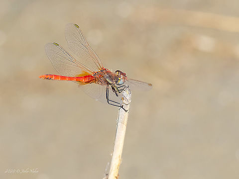 Red-veined Darter - Sympetrum fonscolombii  Animal,Animalia,Arthropoda,Dragonfly,Geotagged,Greece,Insect,Insecta,Libellulidae,Nomad,Odonata,Percher,Red-veined Darter,Red-veined darter,Skimmer,Summer,Sympetrum fonscolombii,Wildlife