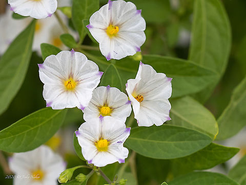 White potato bush 'Alba' - Lycianthes rantonnetii Introduced ornamental plant
https://www.jungledragon.com/image/101760/white_potato_bush_alba_-_lycianthes_rantonnetii_carierre_ex_lescuyer_bitter.html Blue potato bush,Central Macedonia,Eudicot,Europe,Flowering Plant,Geotagged,Greece,Lycianthes rantonnetii,Magnoliophyta,Nightshades,Plantae,Solanaceae,Solanales,Solanum rantonnetii,Summer,White potato bush,Wildlife