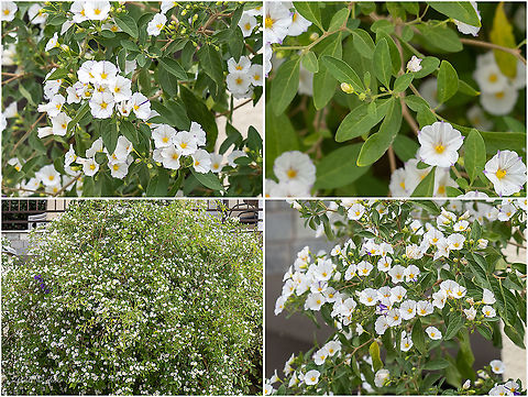 White potato bush 'Alba' - Lycianthes rantonnetii (Carierre ex Lescuyer) Bitter Introduced ornamental plant
https://www.jungledragon.com/image/101759/white_potato_bush_alba_-_lycianthes_rantonnetii.html Blue potato bush,Central Macedonia,Eudicot,Europe,Flowering Plant,Geotagged,Greece,Lycianthes rantonnetii,Magnoliophyta,Nightshades,Plantae,Solanaceae,Solanales,Solanum rantonnetii,Summer,White potato bush,Wildlife