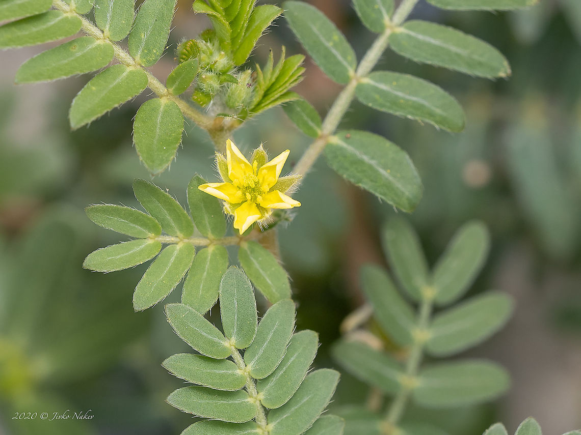 Puncturevine - Tribulus terrestris <figure class="photo"><a href="https://www.jungledragon.com/image/101764/puncturevine_-_tribulus_terrestris.html" title="Puncturevine - Tribulus terrestris"><img src="https://s3.amazonaws.com/media.jungledragon.com/images/1332/101764_thumb.jpg?AWSAccessKeyId=05GMT0V3GWVNE7GGM1R2&Expires=1769040010&Signature=xj1tbt670ZyB1ZhPTjRuogWDyhw%3D" width="200" height="152" alt="Puncturevine - Tribulus terrestris https://www.jungledragon.com/image/101763/puncturevine_-_tribulus_terrestris.html Central Macedonia,Devil&#039;s weed,Eudicot,Europe,Flowering Plant,Geotagged,Greece,Magnoliophyta,Plantae,Puncturevine,Summer,Tribulus terrestris,Wildlife,Zygophyllaceae,Zygophyllales" /></a></figure> Central Macedonia,Devil's weed,Eudicot,Europe,Flowering Plant,Geotagged,Greece,Magnoliophyta,Plantae,Puncturevine,Summer,Tribulus terrestris,Wildlife,Zygophyllaceae,Zygophyllales