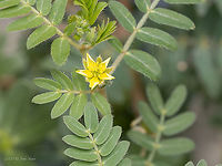 Puncturevine - Tribulus terrestris https://www.jungledragon.com/image/101764/puncturevine_-_tribulus_terrestris.html Central Macedonia,Devil's weed,Eudicot,Europe,Flowering Plant,Geotagged,Greece,Magnoliophyta,Plantae,Puncturevine,Summer,Tribulus terrestris,Wildlife,Zygophyllaceae,Zygophyllales